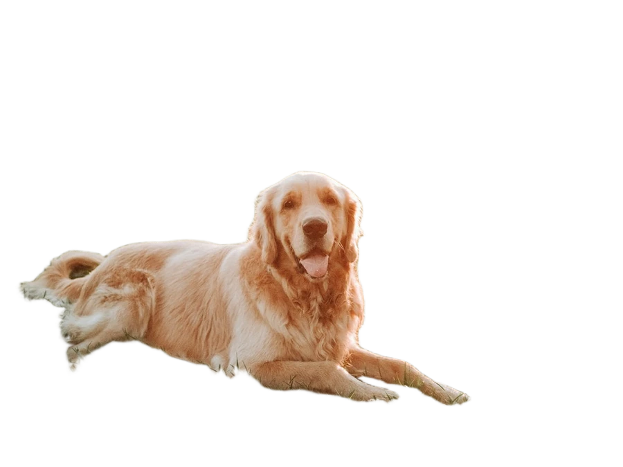 A golden retriever on grass, before and after background removal